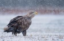 eagle in the snow